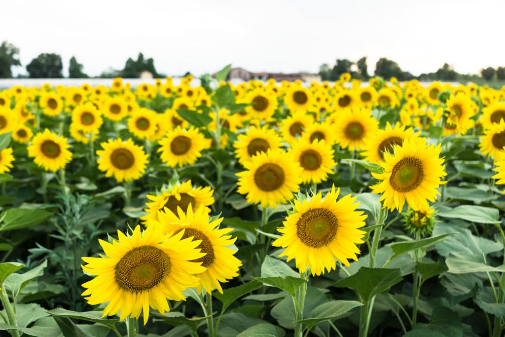 Percorsi Dedicati di Arteterapia e Ortoterapia in Cascina