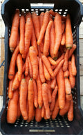 Carota