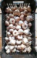 Aglio Bianco
