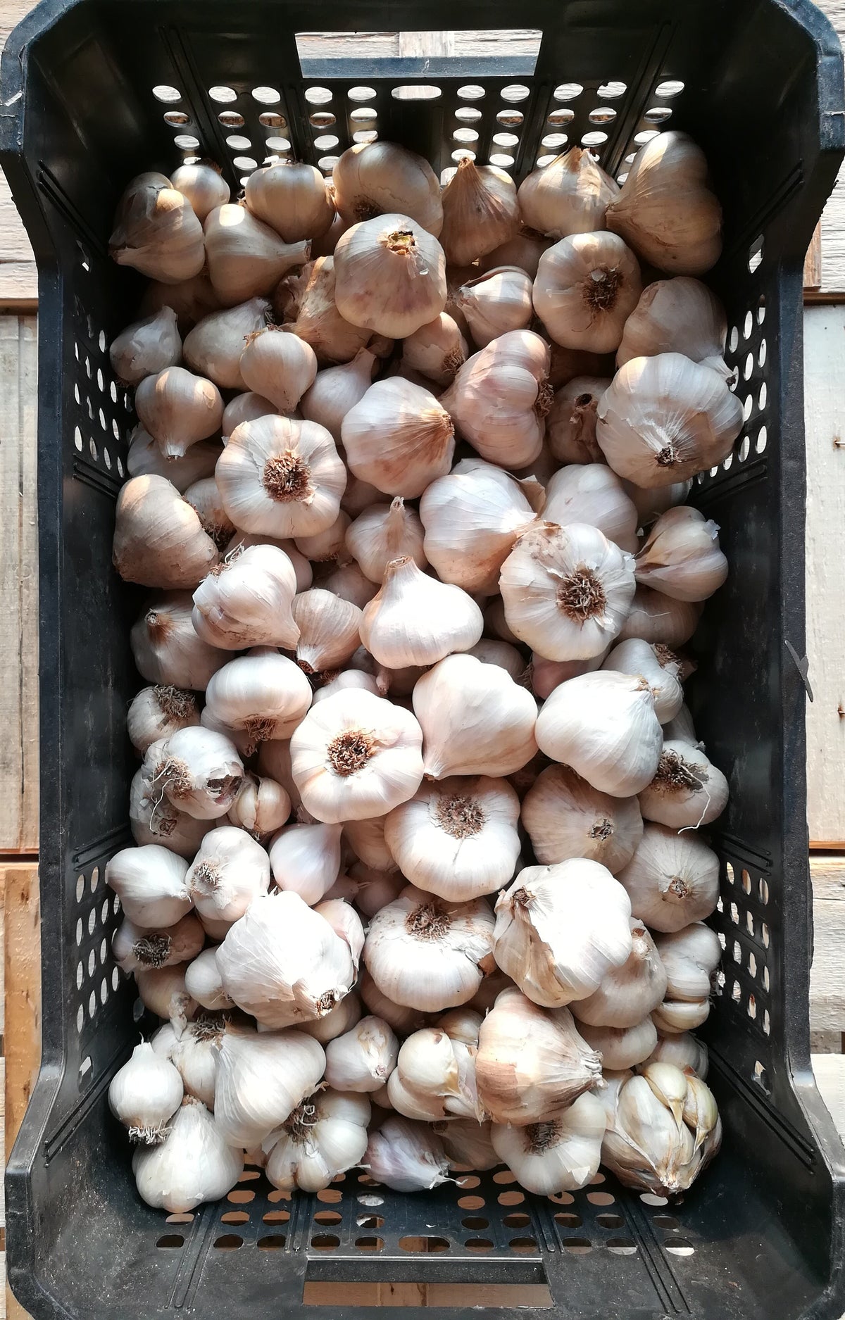 Aglio Bianco