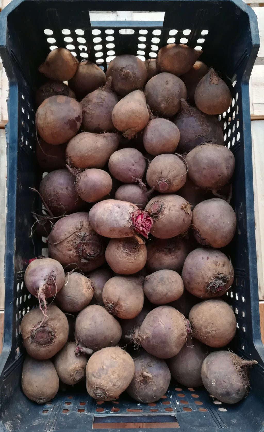 Barbabietola Rossa
