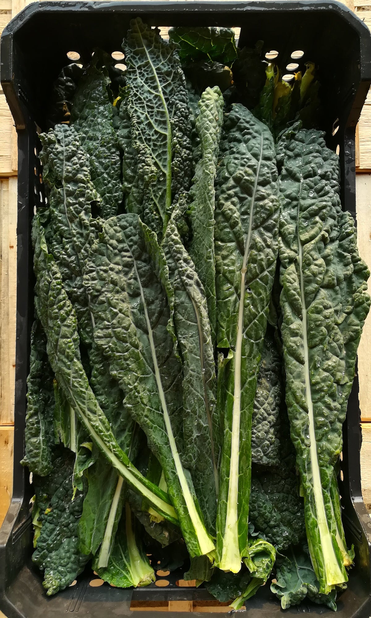 Cavolo Nero