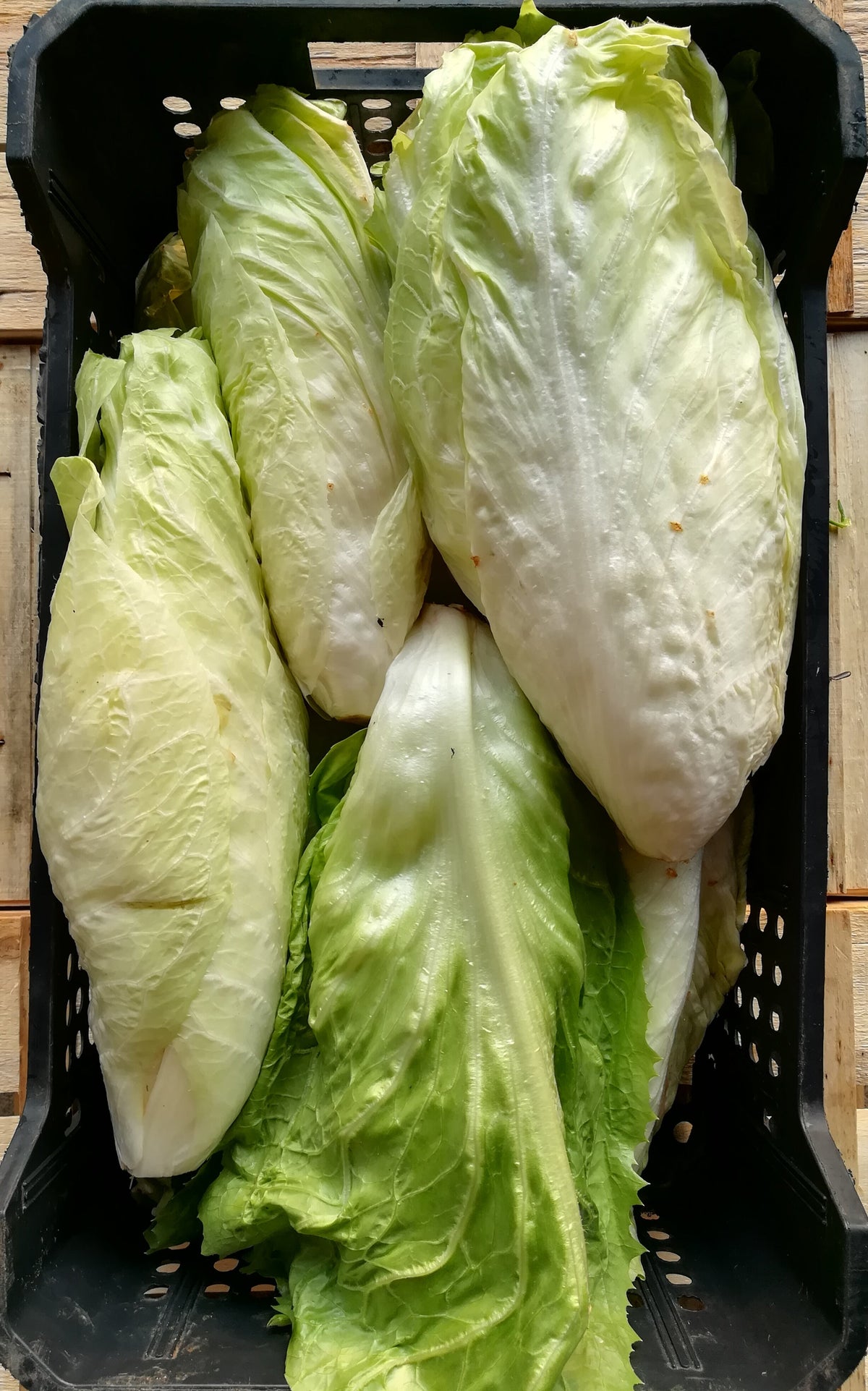 Cicoria Pan Di Zucchero