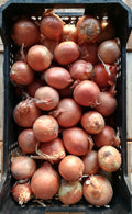 Cipolla Dorata