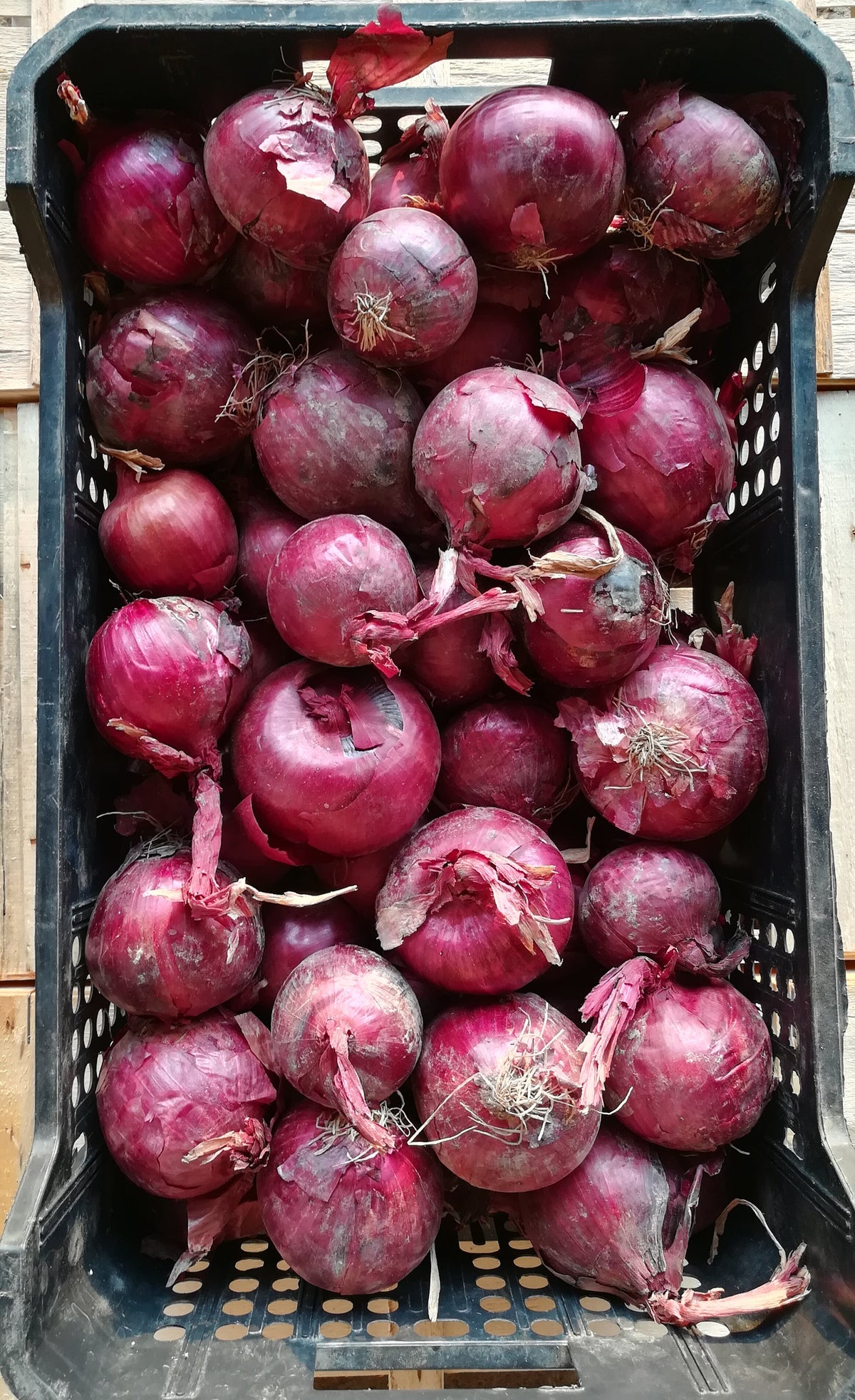 Cipolla Rossa Tonda