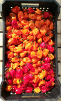 Peperoncino Habanero Orange
