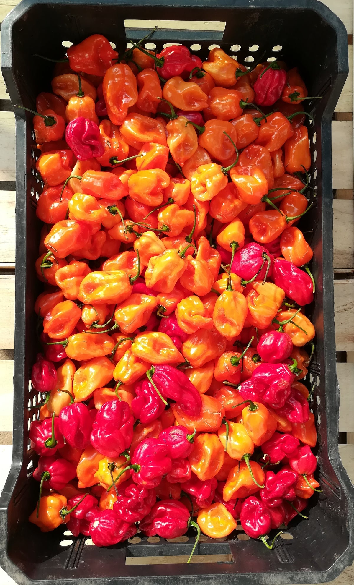Peperoncino Habanero Orange