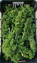 Kale Verde