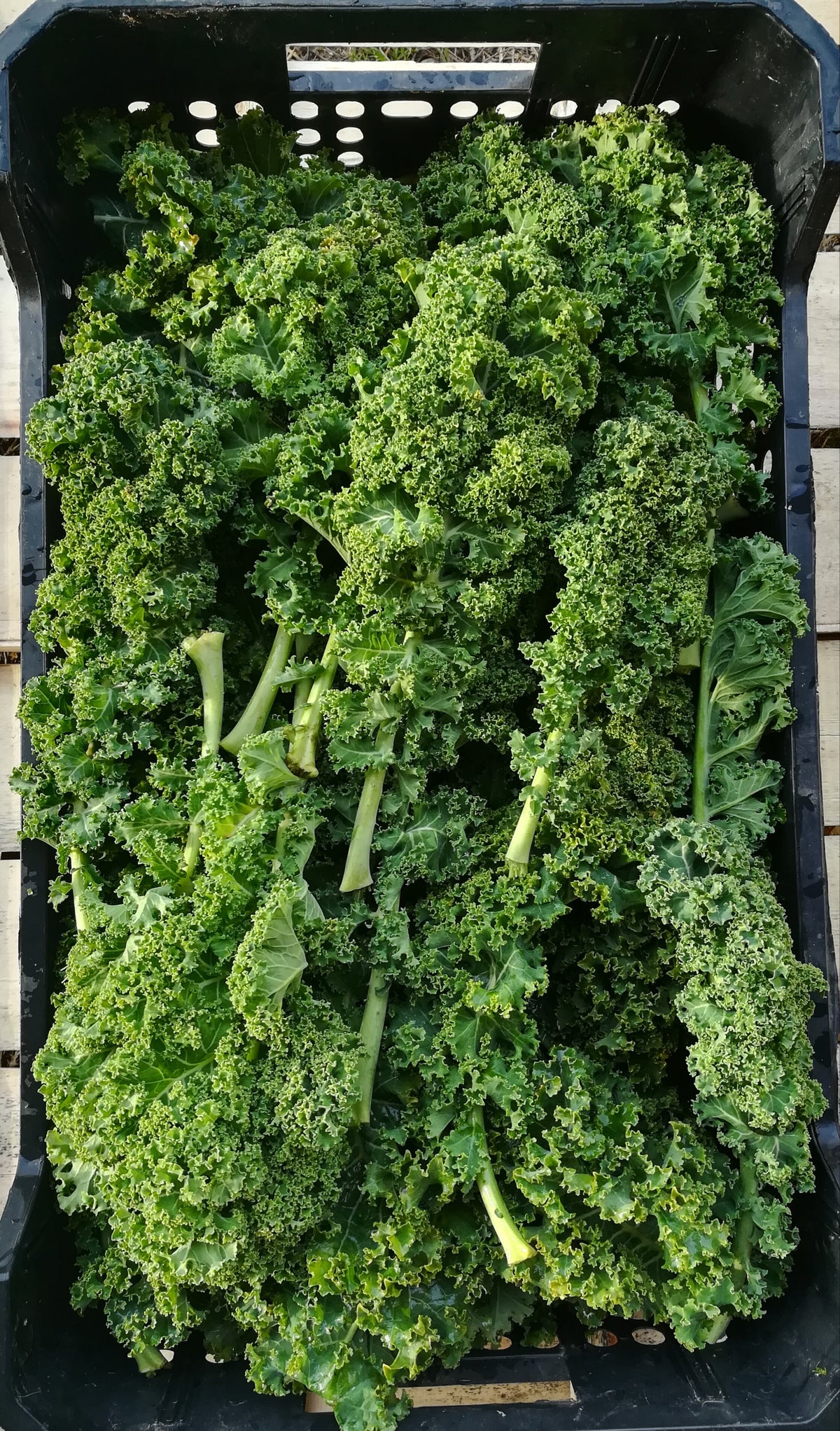 Kale Verde
