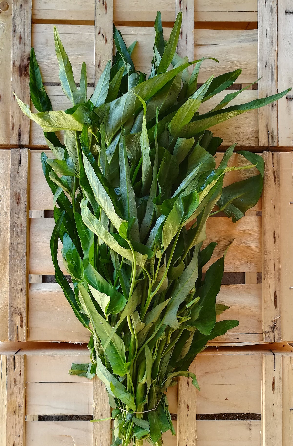 Kangkong