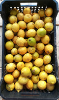 Limoni