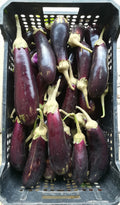 Melanzana Scura