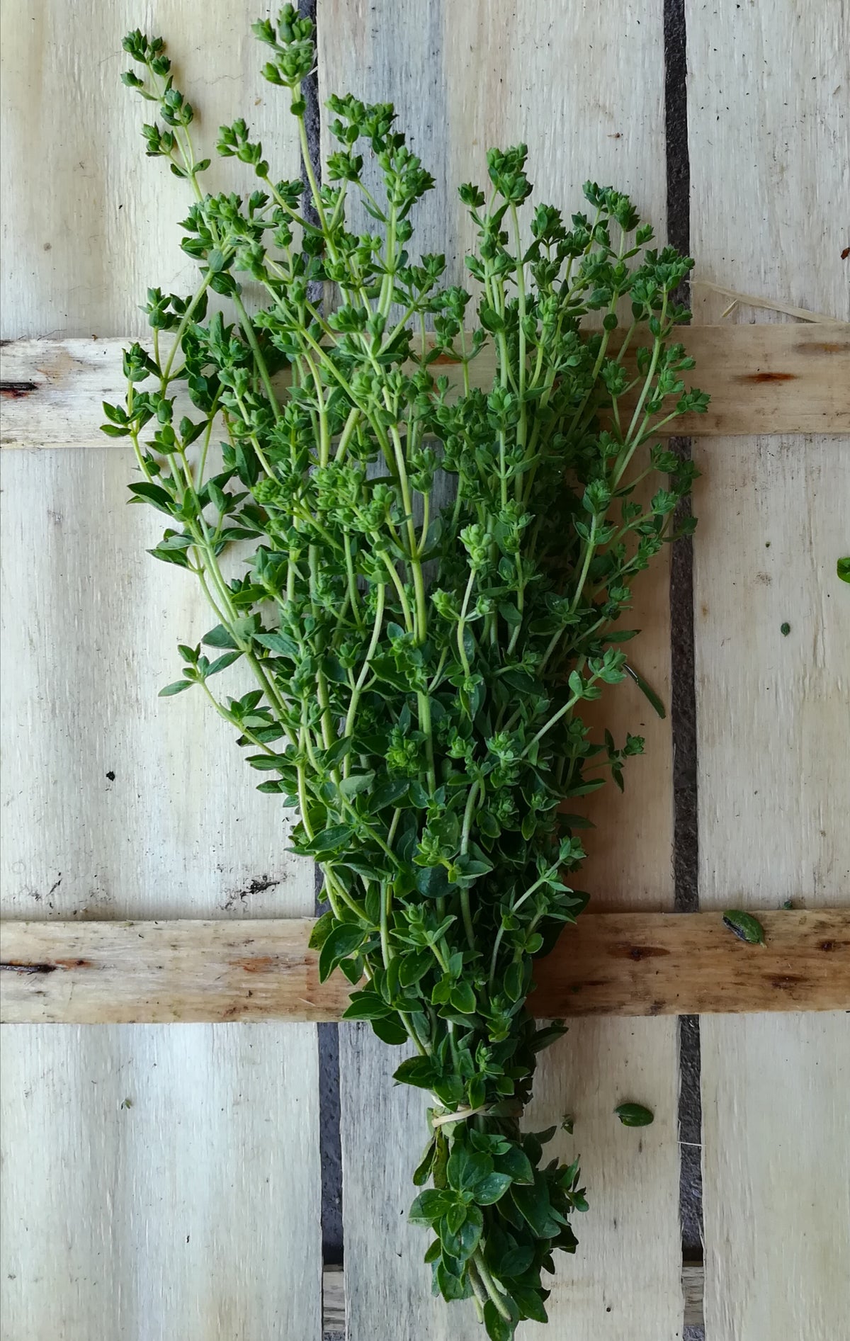 Origano