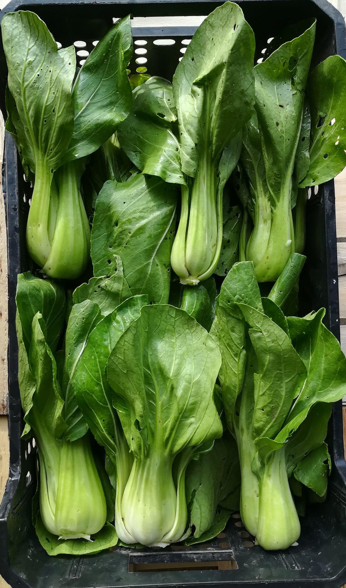 Pak Choy A Costa Verde