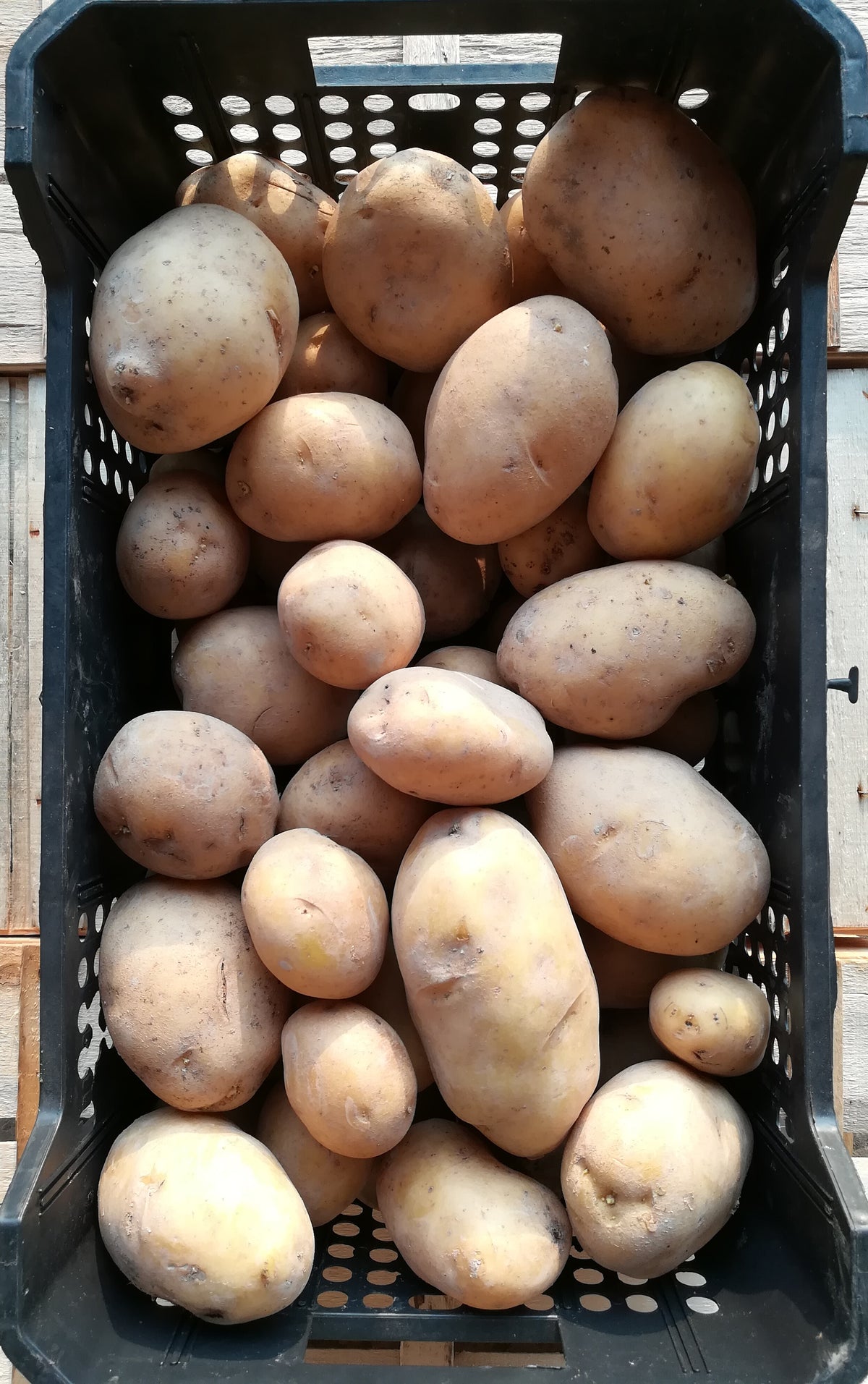 Patata Buccia Gialla