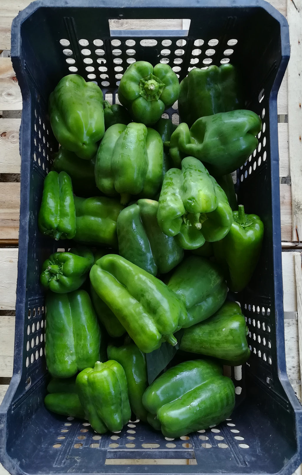 Peperone Quadrato – Rosso/Giallo/Verde