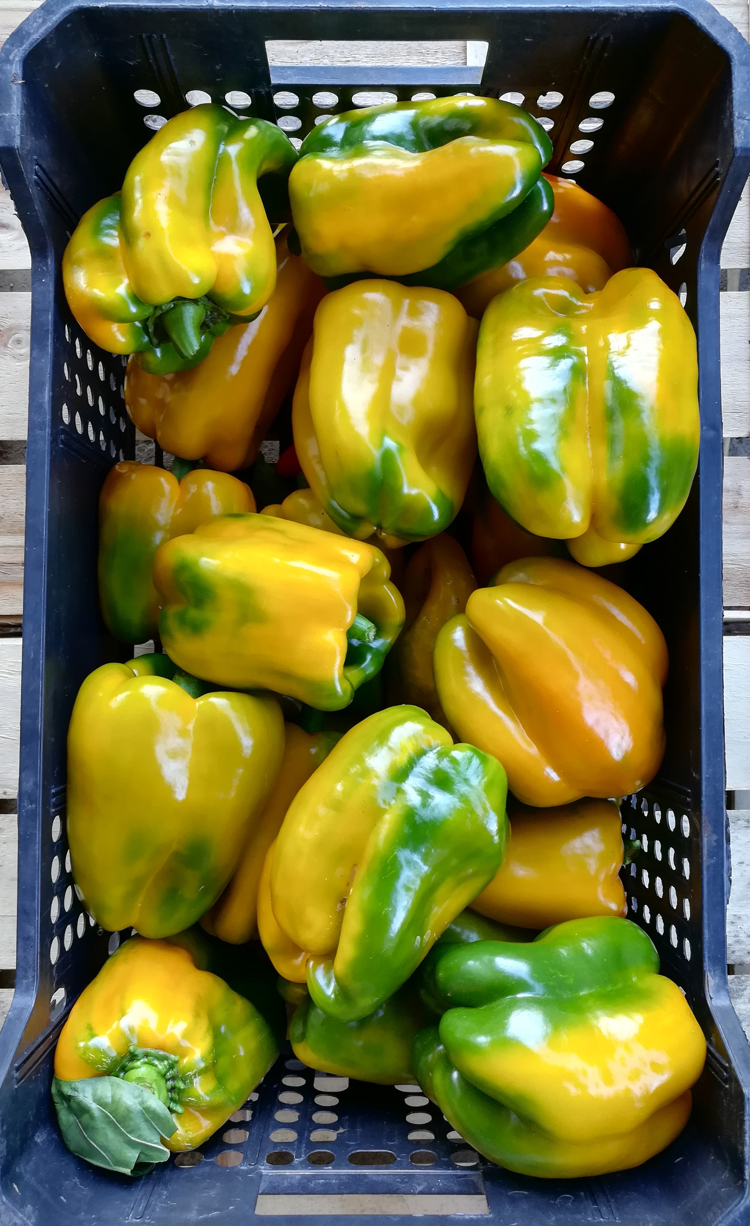 Peperone Quadrato – Rosso/Giallo/Verde