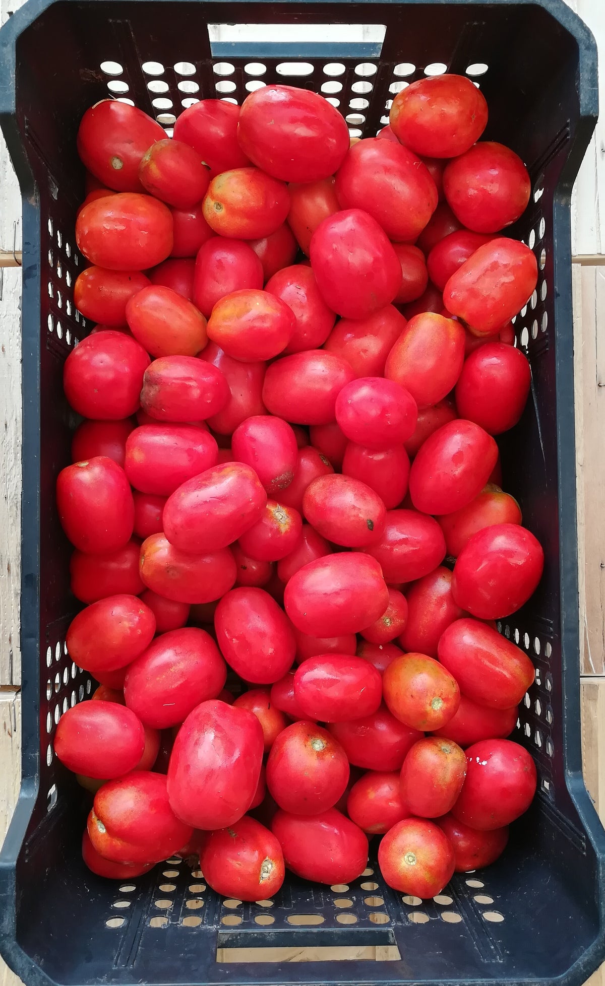 Pomodoro Da Salsa