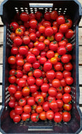 Pomodoro Ciliegino