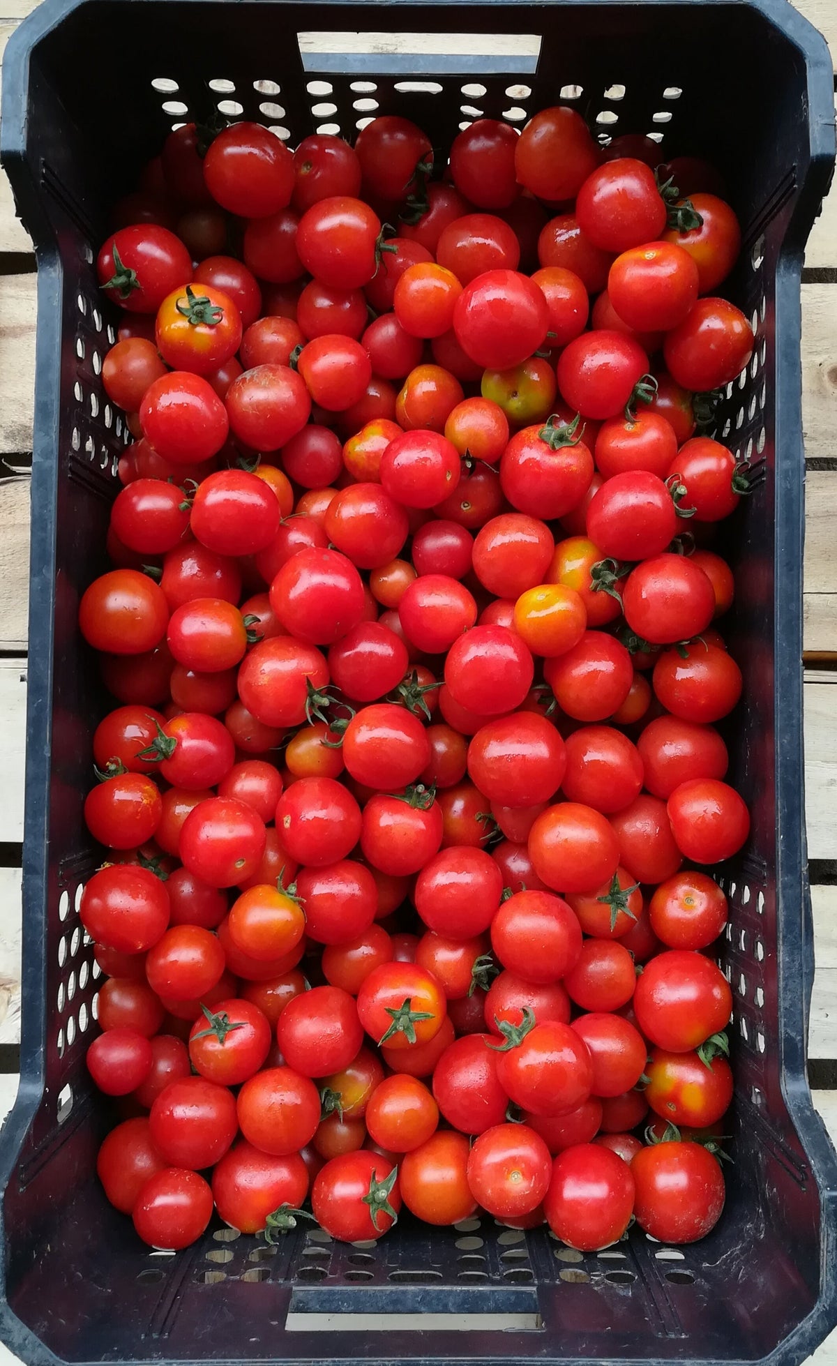 Pomodoro Ciliegino