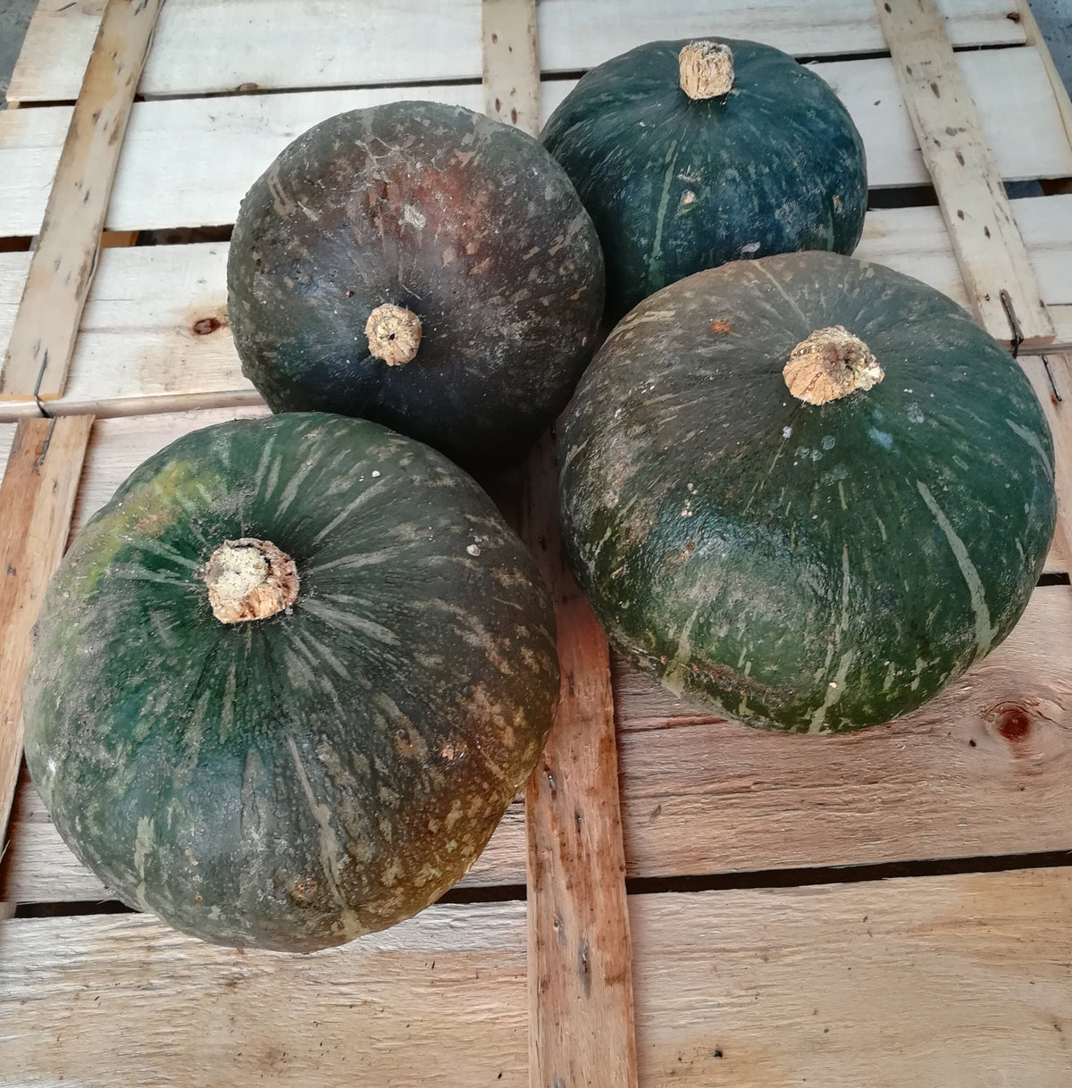Zucca Delica