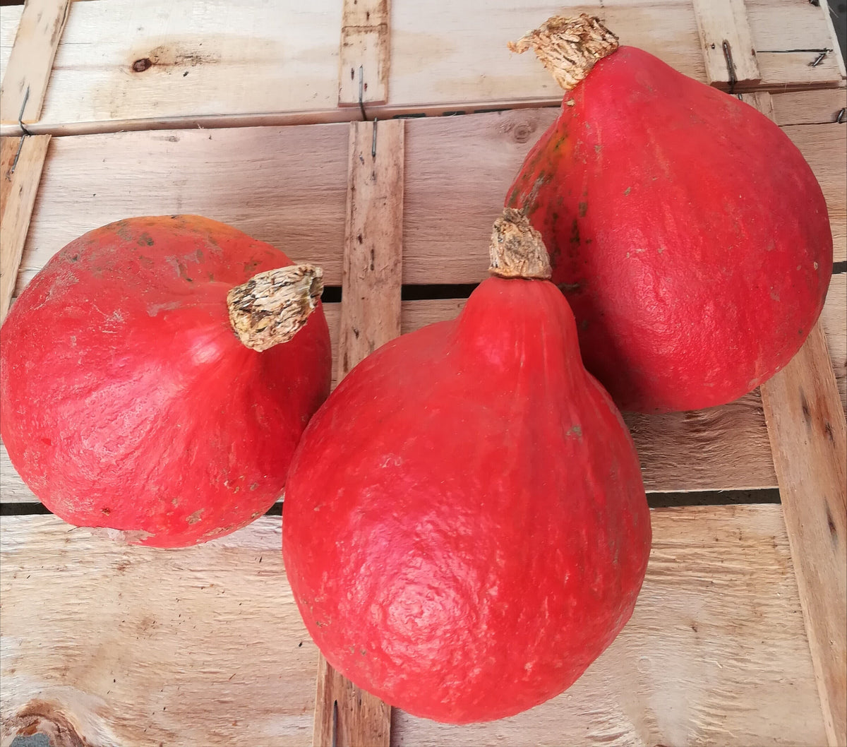 Zucca Hokkaido