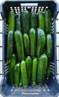 Zucchina Scura