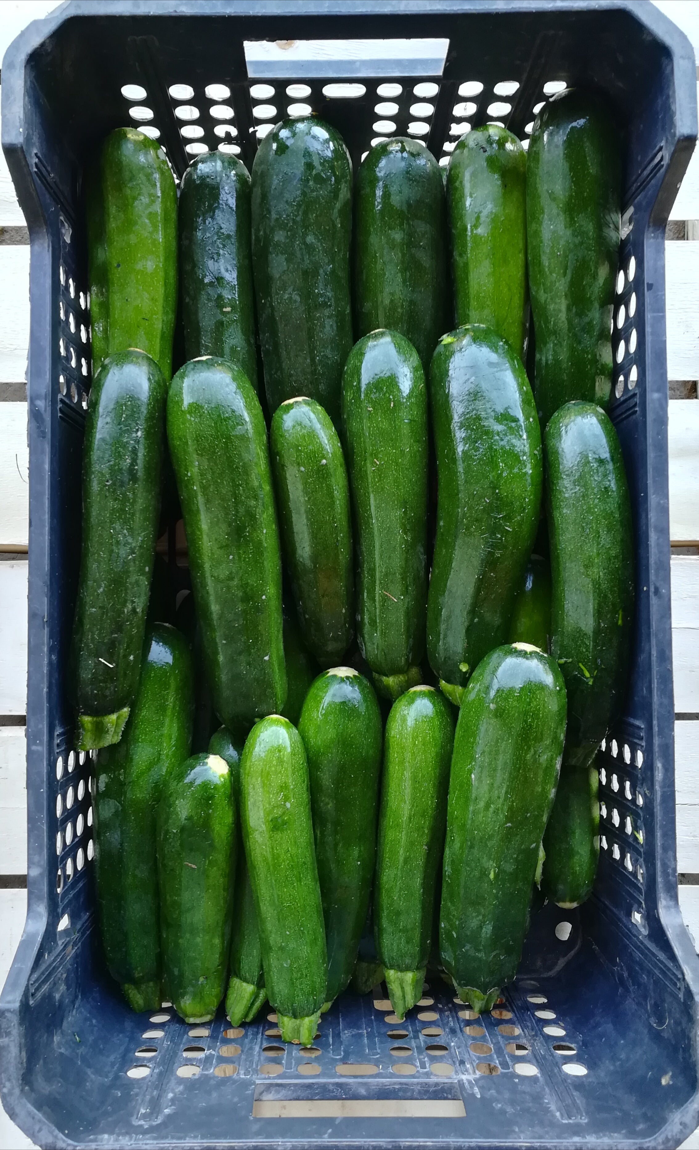 Zucchina Scura